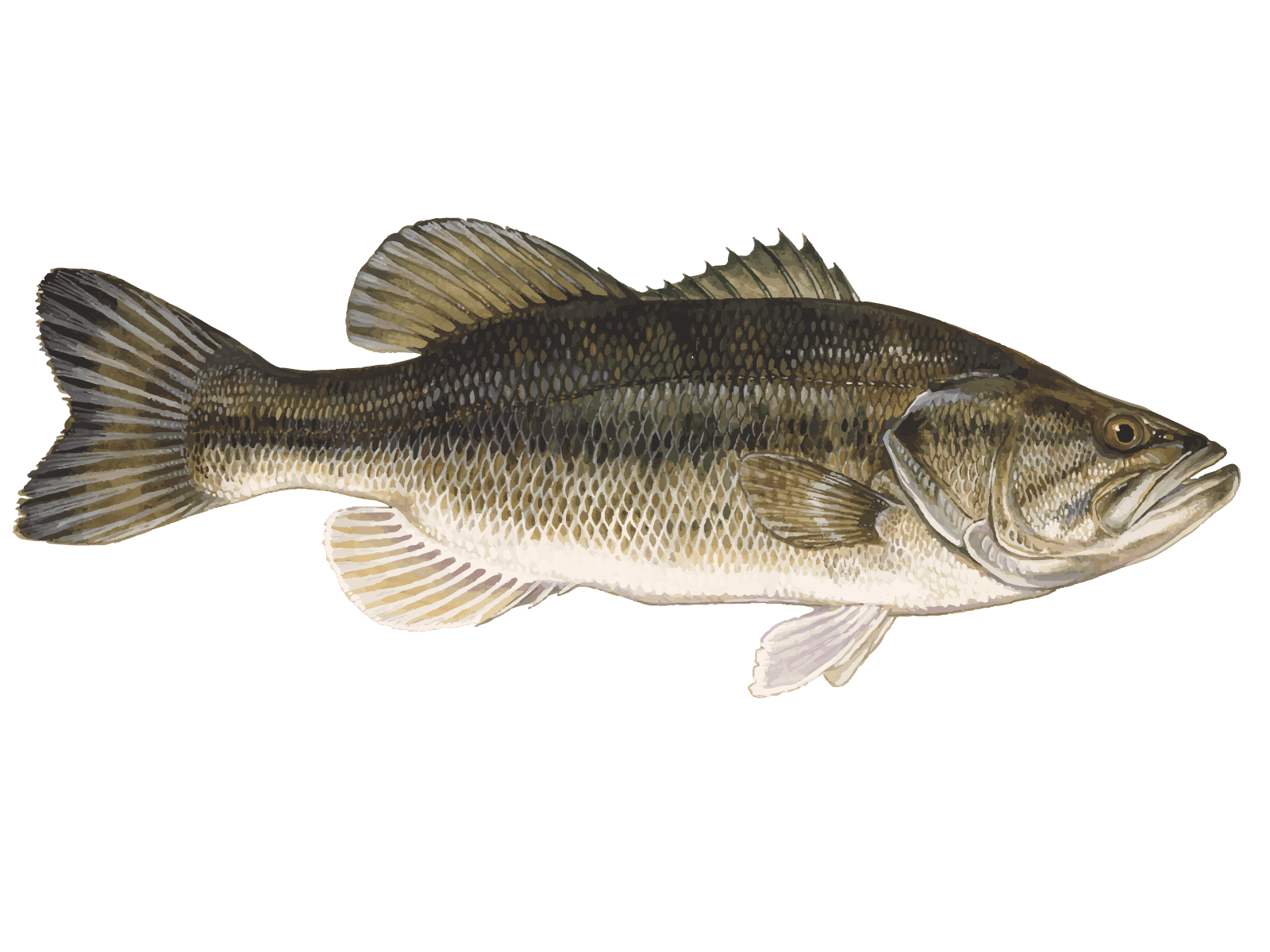 Largemouth Bass